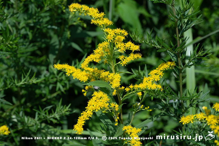 オオアワダチソウの花　箱根町・仙石原湿原　2025/07/28