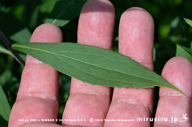 オオアワダチソウの葉　箱根町・仙石原湿原　2025/07/28