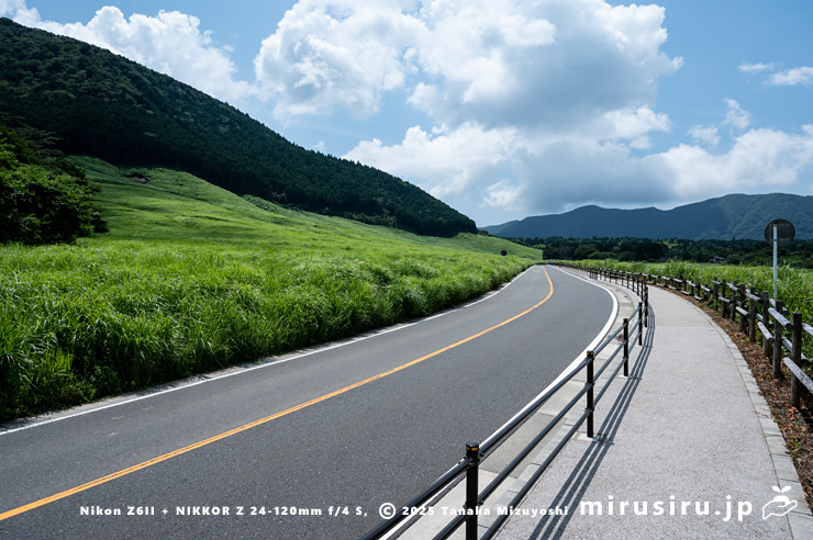 オオアワダチソウが生える草地　箱根町・仙石原すすき草原／仙石原湿原　2025/07/28