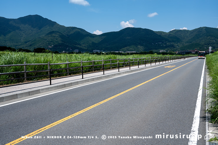 オオアワダチソウが生える草地　箱根町・仙石原湿原／仙石原すすき草原　2025/07/28