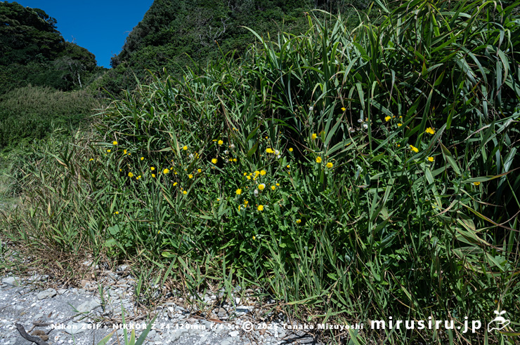 砂浜と草地の境に生えたハチジョウナ　三浦市・毘沙門海岸　2025/07/29