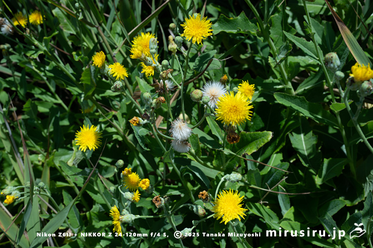 開花中のハチジョウナ　三浦市・毘沙門海岸　2025/07/29