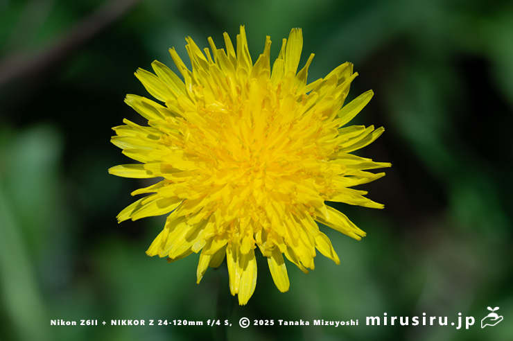 ハチジョウナの花　三浦市・毘沙門海岸　2025/07/29