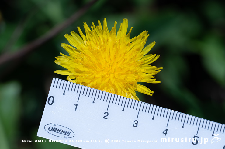 ハチジョウナの花（花径3.5cm）　三浦市・毘沙門海岸　2025/07/29