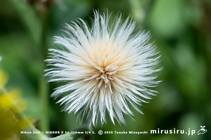 ハチジョウナの実　三浦市・毘沙門海岸　2025/07/29