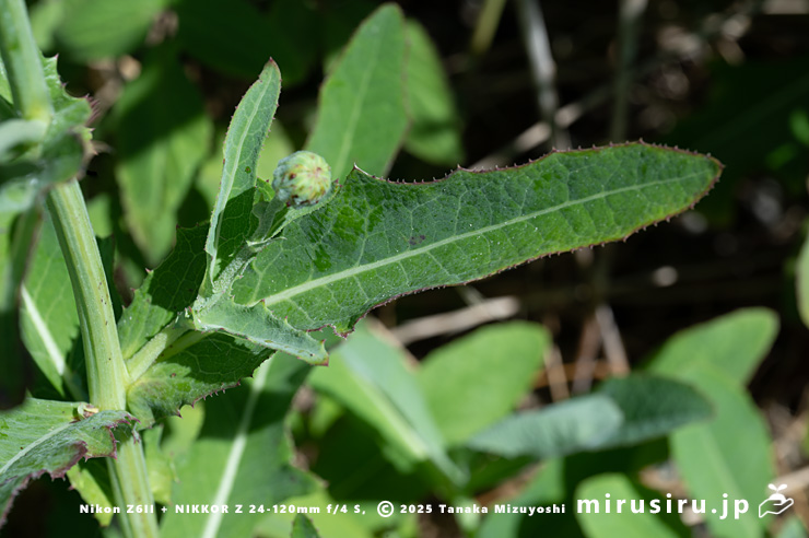ハチジョウナの葉　三浦市・毘沙門海岸　2025/07/29