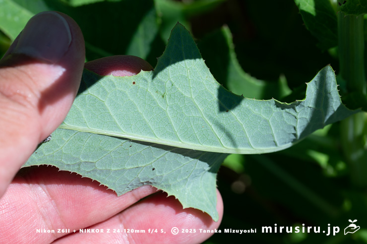 ハチジョウナの葉裏　三浦市・毘沙門海岸　2025/07/29