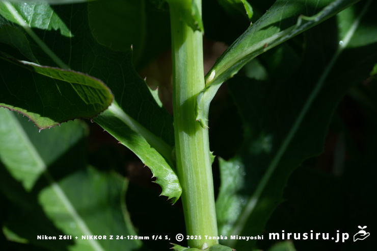 ハチジョウナの茎を抱く葉身基部と茎　三浦市・毘沙門海岸　2025/07/29