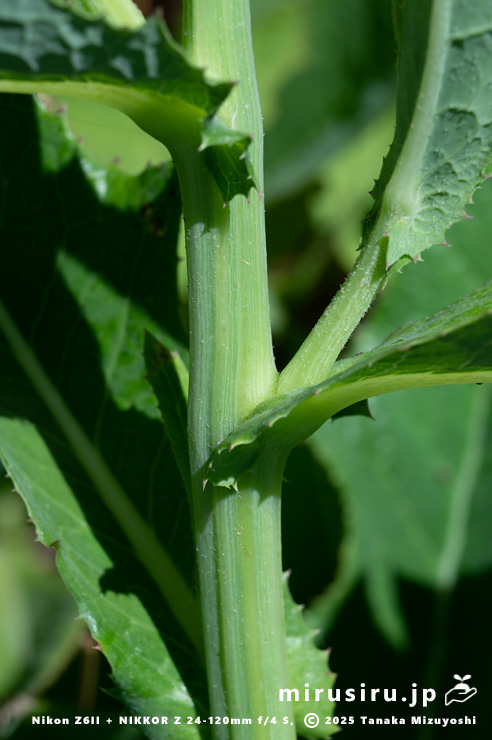 ハチジョウナの茎を抱く葉身基部と茎　三浦市・毘沙門海岸　2025/07/29