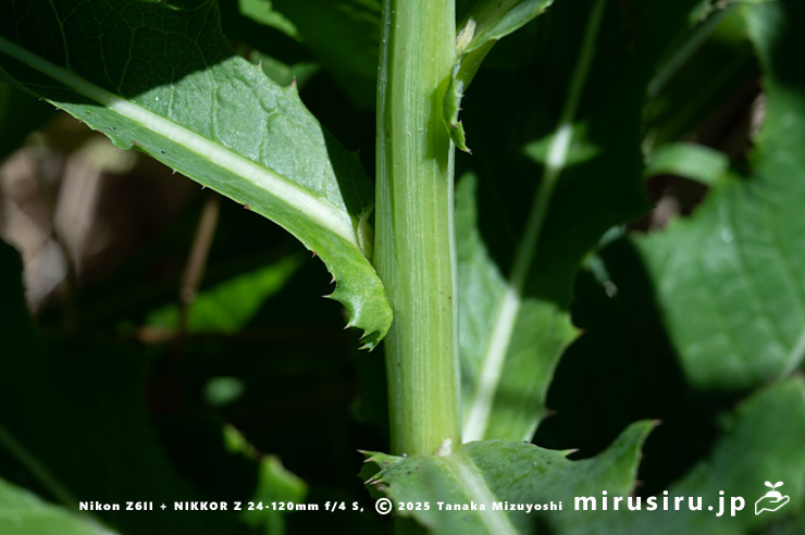 ハチジョウナの茎を抱く葉身基部と茎　三浦市・毘沙門海岸　2025/07/29