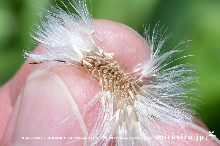 ハチジョウナの不稔の実　三浦市・毘沙門海岸　2025/07/29