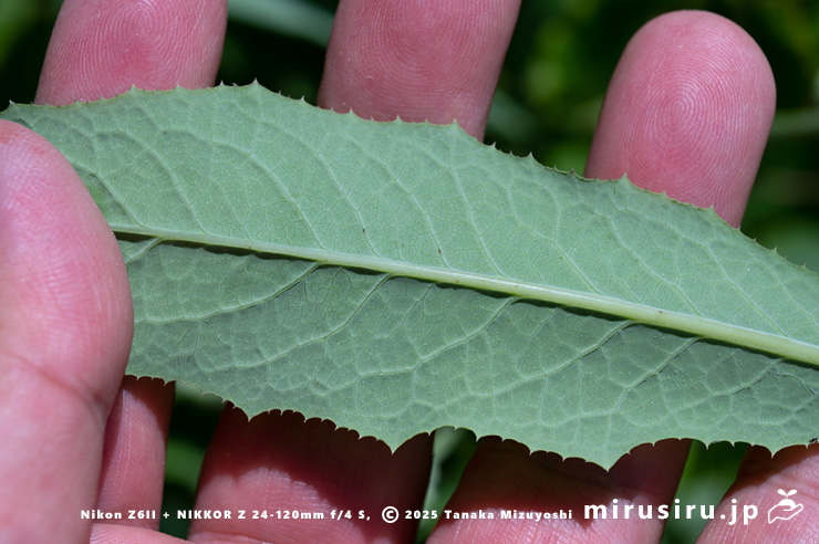 ハチジョウナの葉裏　三浦市・毘沙門海岸　2025/07/29