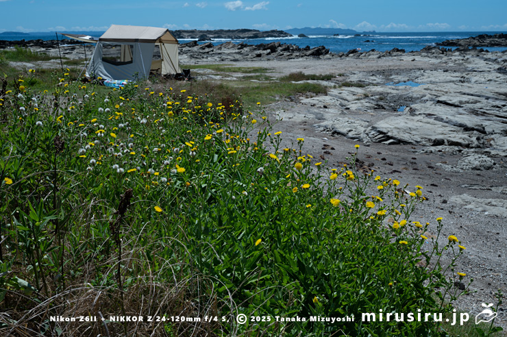 海に面した草地に生えたハチジョウナの群落　三浦市・毘沙門海岸　2025/07/29