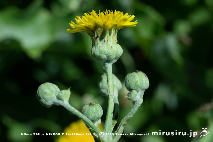 ハチジョウナの総苞　三浦市・毘沙門海岸　2025/07/29