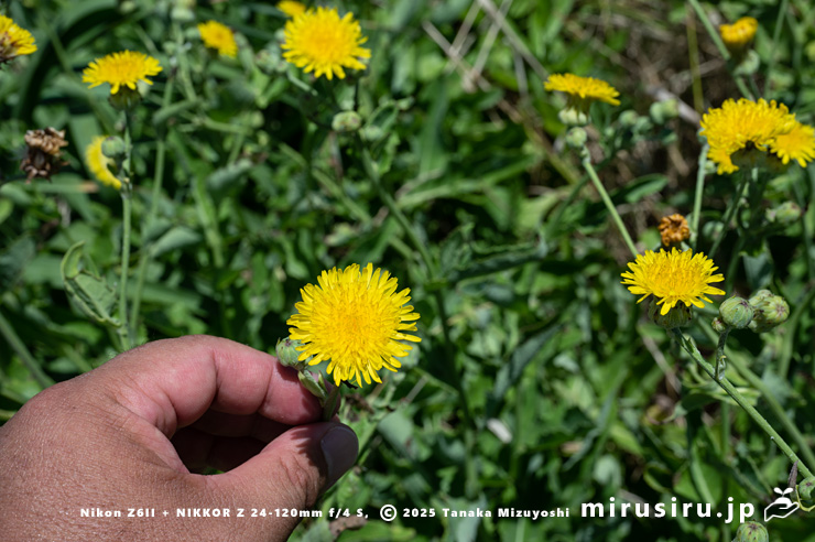 ハチジョウナの花のサイズ感　三浦市・毘沙門海岸　2025/07/29