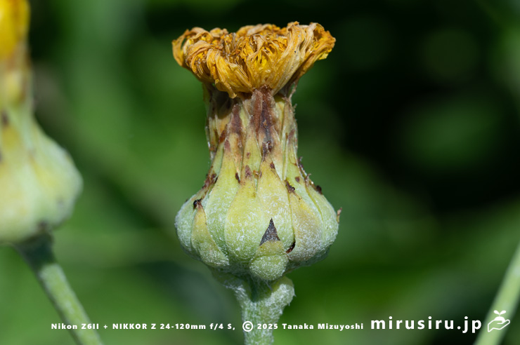 ハチジョウナの咲き終わり　三浦市・毘沙門海岸　2025/07/29