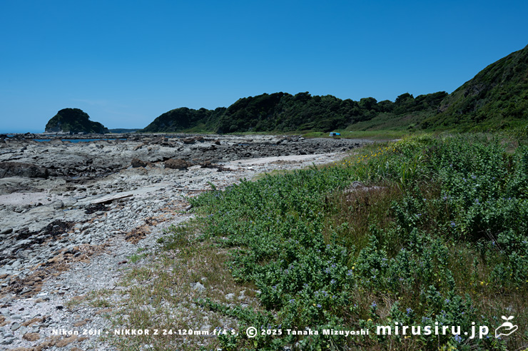 海辺に生えたハマゴウやハチジョウナ（黄花）　三浦市・毘沙門海岸　2025/07/29