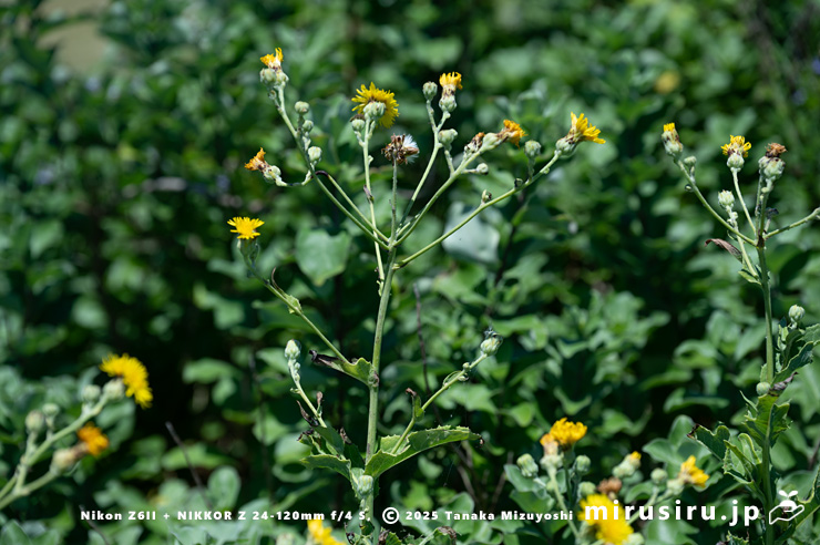 ハチジョウナの茎上部で分枝する草姿　三浦市・毘沙門海岸　2025/07/29