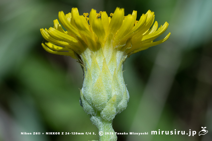 ハチジョウナの総苞　三浦市・毘沙門海岸　2025/07/29