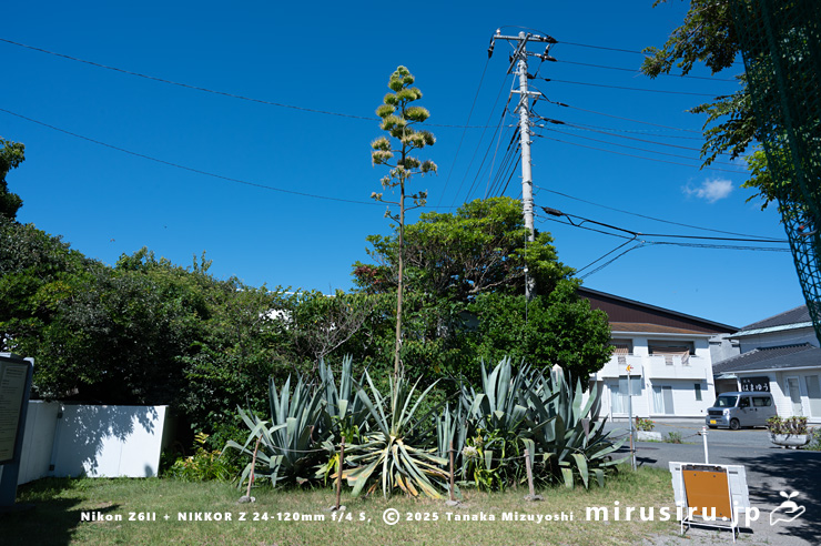 開花中のアオノリュウゼツラン　横須賀市・天神島臨海自然教育園　2025/07/29