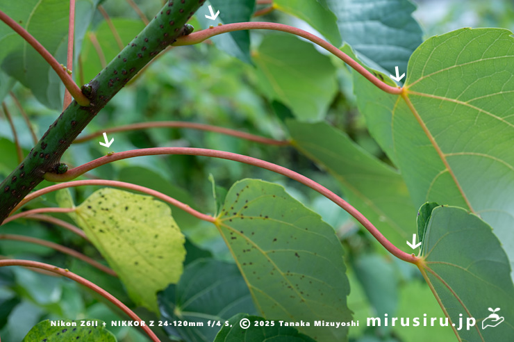 イイギリの葉柄の二ヶ所にある二対の蜜腺（白色矢印）　東京都小平市・東京都薬用植物園　2025/07/31