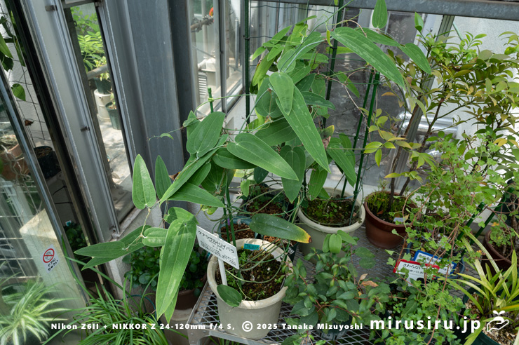 ナメラサンキライ　東京都小平市・東京都薬用植物園　2025/07/31
