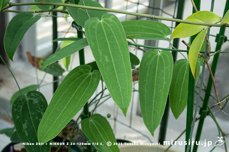 ナメラサンキライの葉　東京都小平市・東京都薬用植物園　2025/07/31