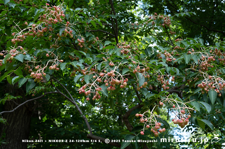 実が熟し始めたゴンズイ　東京都小平市・東京都薬用植物園　2025/07/31