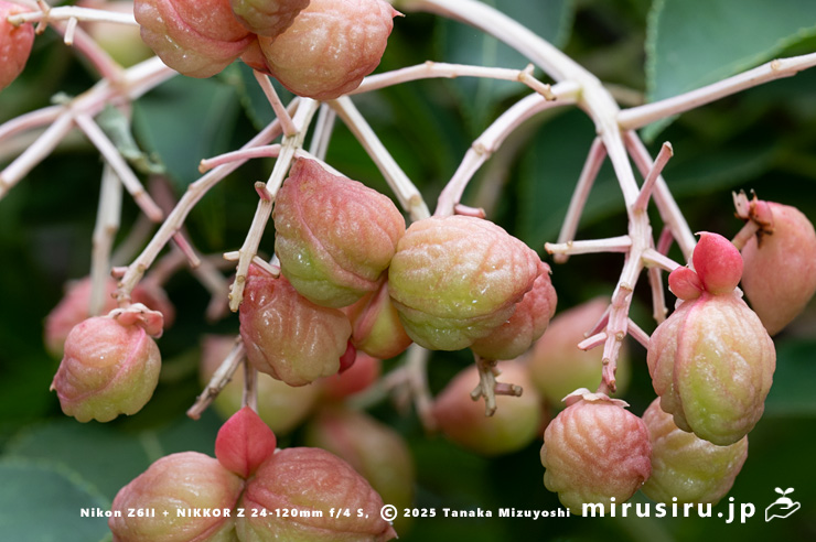 ゴンズイの熟し始めた実　東京都小平市・東京都薬用植物園　2025/07/31