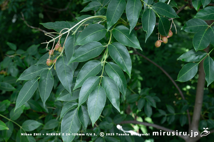 ゴンズイの葉　東京都小平市・東京都薬用植物園　2025/07/31
