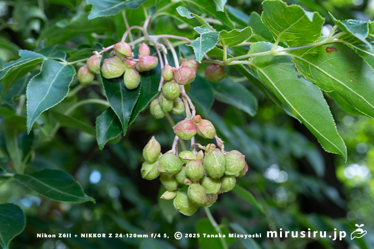 ゴンズイの未熟な実　東京都小平市・東京都薬用植物園　2025/07/31