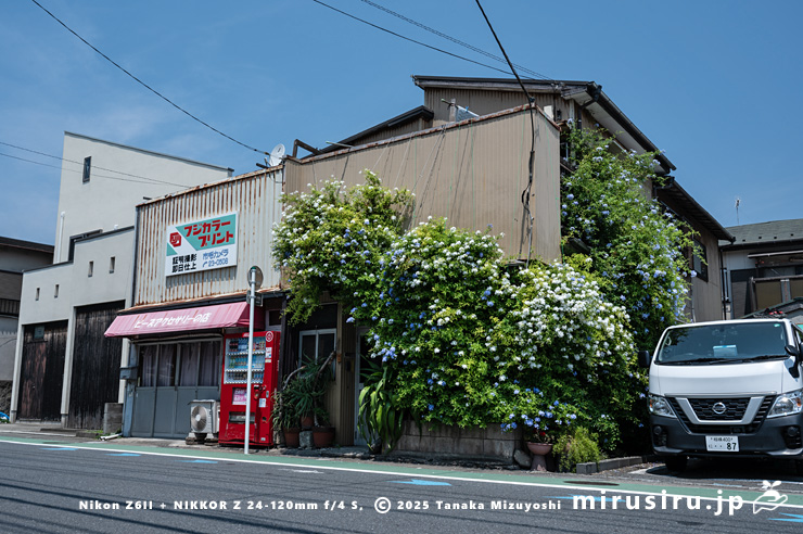 民家の壁をのぼったルリマツリ　鎌倉市材木座・旧市毛カメラ　2025/08/04