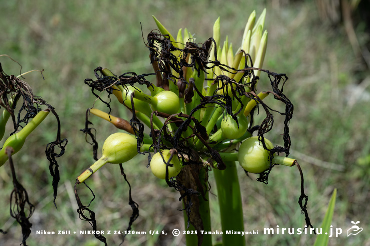 ハマユウ（ハマオモト）の若い実　三浦市・毘沙門海岸　2025/08/05