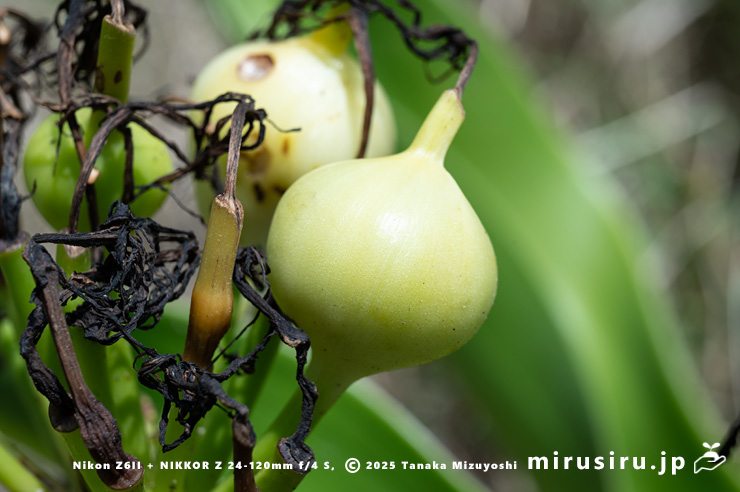 レア★3 ハマユウ　ハマオモト　4号　赤葉　銅葉 レア☆3 ハマユウ ハマオモト 4号 赤葉 銅葉 ハマユウ（ハマオモト）