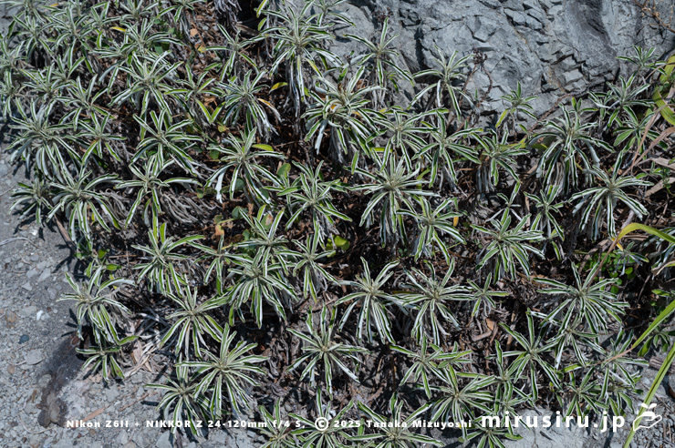 真夏の猛暑と日照りの影響か葉を丸めているイソギク　三浦市・毘沙門海岸　2025/08/05