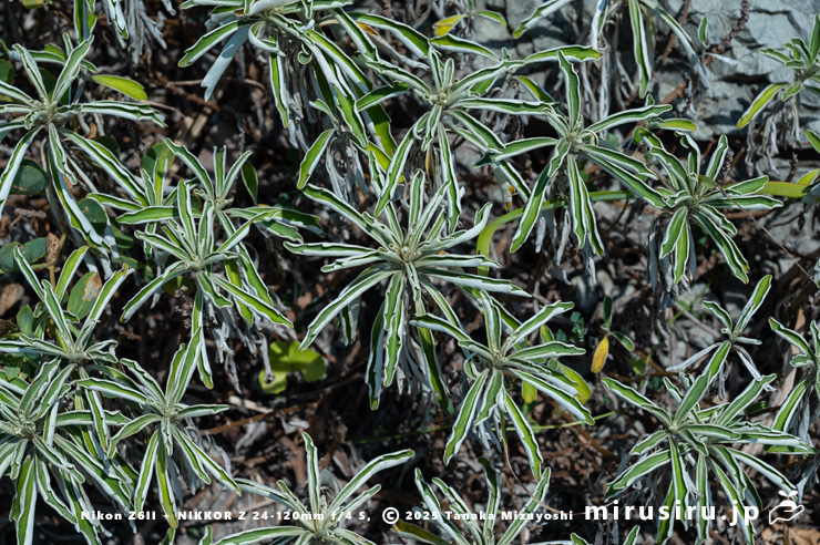 真夏の猛暑と日照りの影響か葉を丸めているイソギク　三浦市・毘沙門海岸　2025/08/05