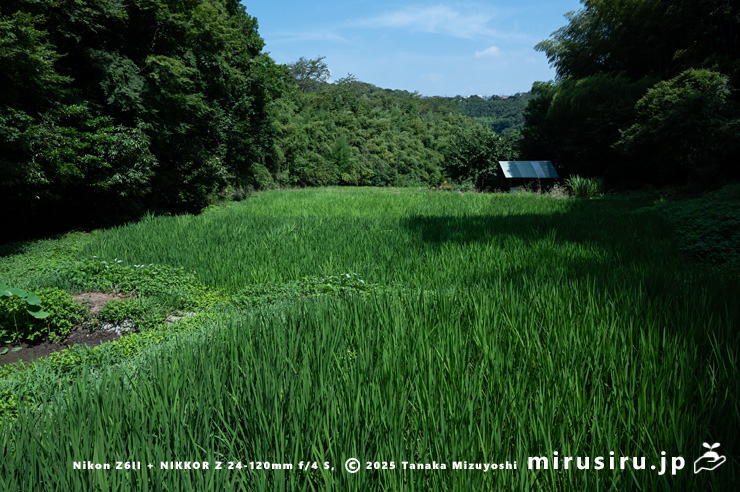 イネの中干し中の青田　葉山町・殿ヶ谷　2025/08/06