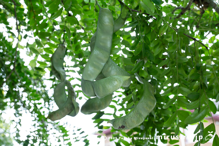 サイカチの未熟な実　相模原市南区当麻・八景の棚　2025/08/13