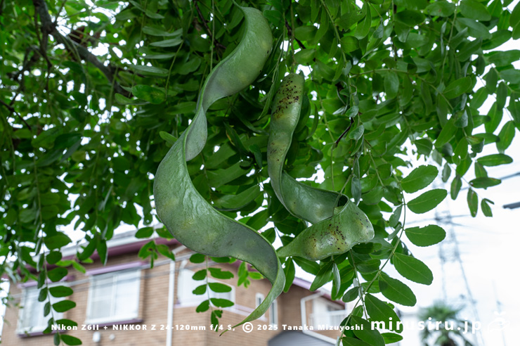 サイカチの未熟な実　相模原市南区当麻・八景の棚　2025/08/13