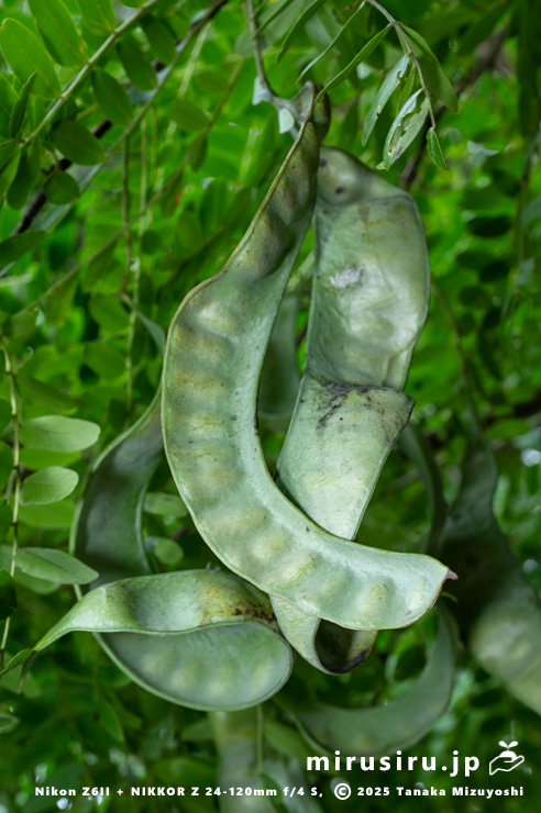 サイカチの未熟な実　相模原市南区当麻・八景の棚　2025/08/13