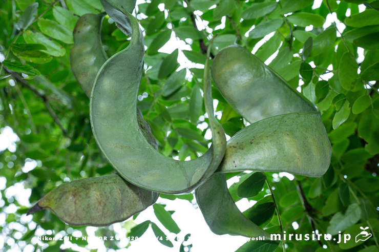 サイカチの未熟な実　相模原市南区当麻・八景の棚　2025/08/13
