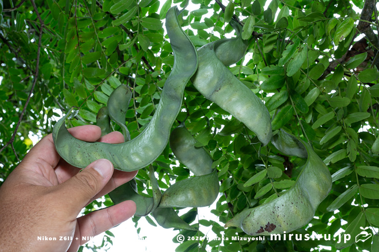 サイカチの未熟な実のサイズ感　相模原市南区当麻・八景の棚　2025/08/13