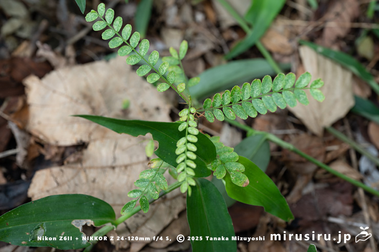 サイカチの実生（みしょう、葉の斑紋はハダニによる被害）　相模原市南区当麻・八景の棚　2025/08/13