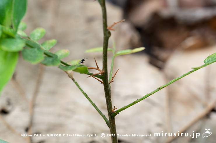サイカチの実生の幼木に既に見られる棘　相模原市南区当麻・八景の棚　2025/08/13