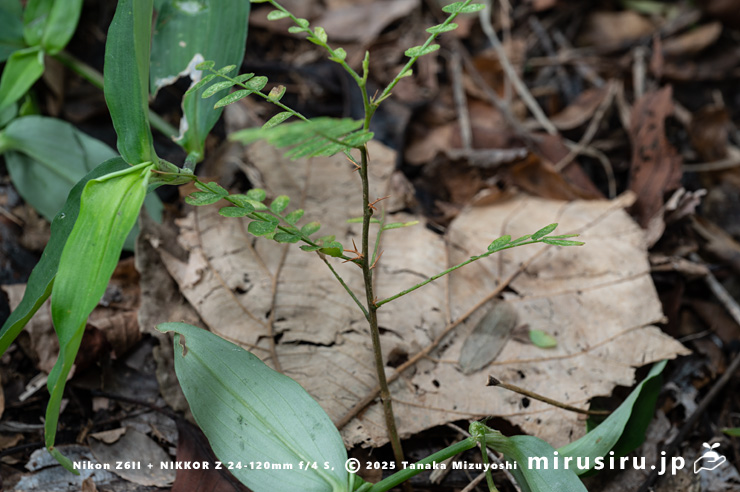 サイカチの実生　相模原市南区当麻・八景の棚　2025/08/13