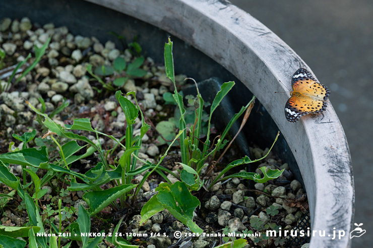 栽培されているスミレを見つけたツマグロヒョウモン（メス）　東京都小平市・東京都薬用植物園　2025/08/14