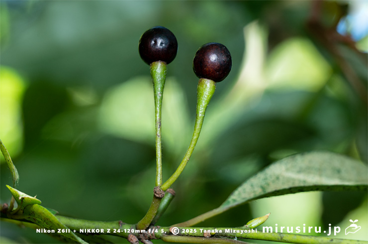 クロモジの熟した実　大和市・泉の森　2025/08/15