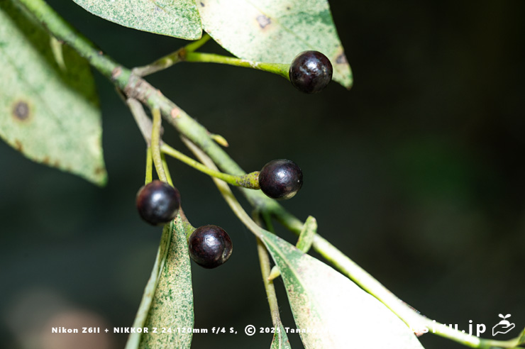 クロモジの熟した実　大和市・泉の森　2025/08/15