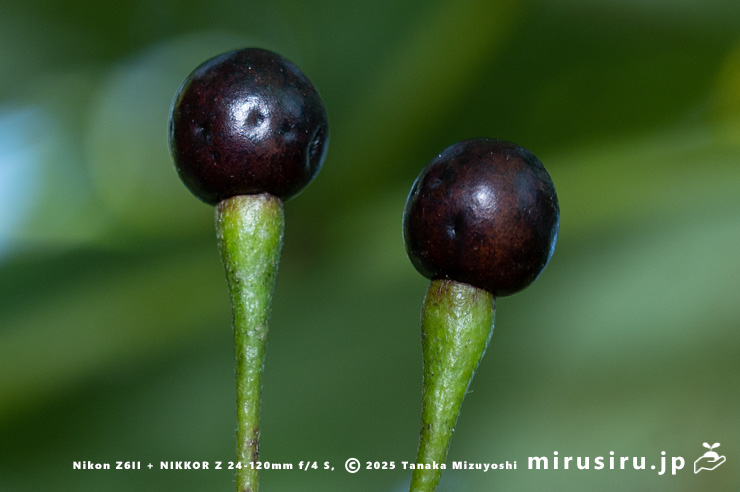 クロモジの熟した実　大和市・泉の森　2025/08/15