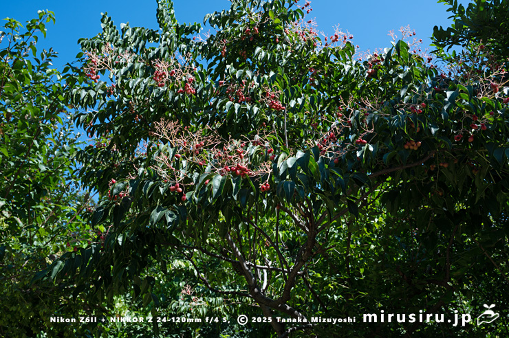 実が熟し始めたゴンズイ　大和市・泉の森　2025/08/15